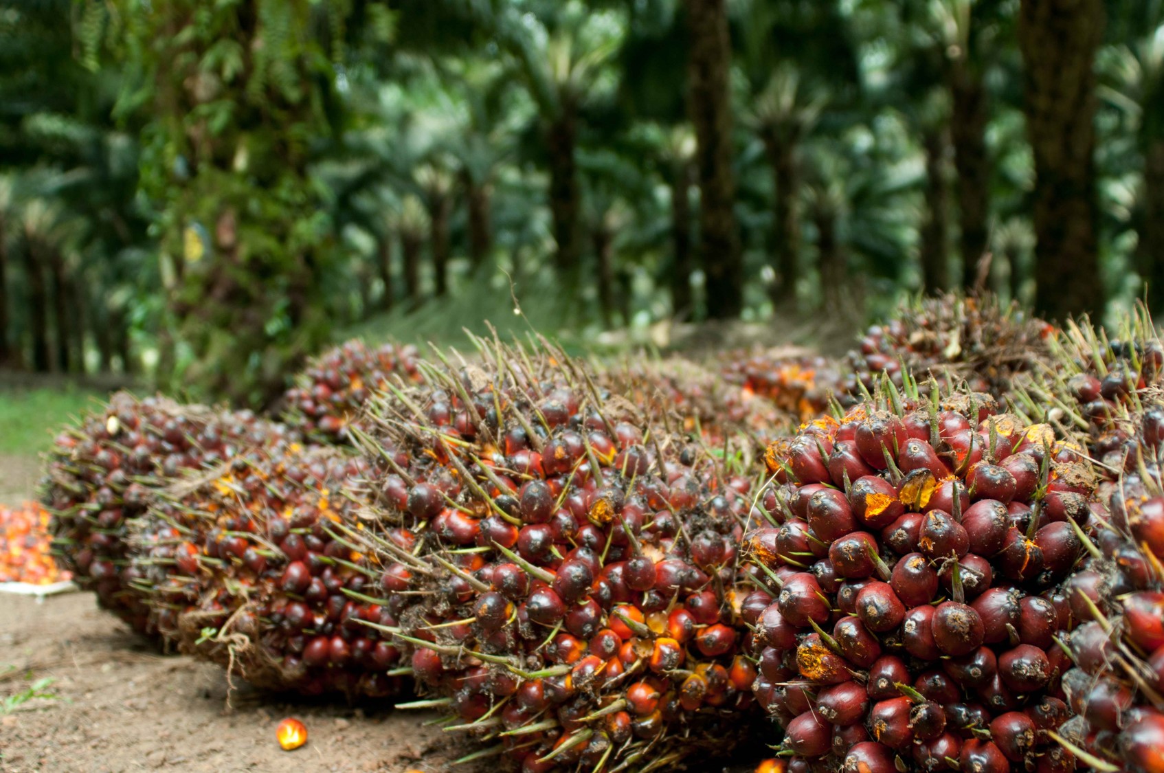 Perkebunan di Indonesia Dan Letaknya
