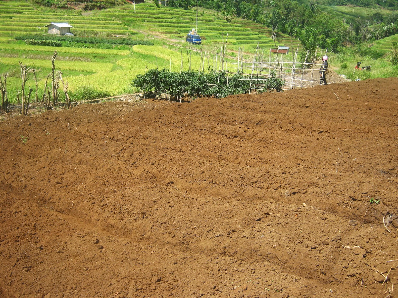 Teknik Budidaya Tanaman Jagung