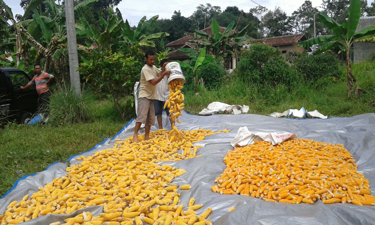 Teknik Budidaya Tanaman Jagung