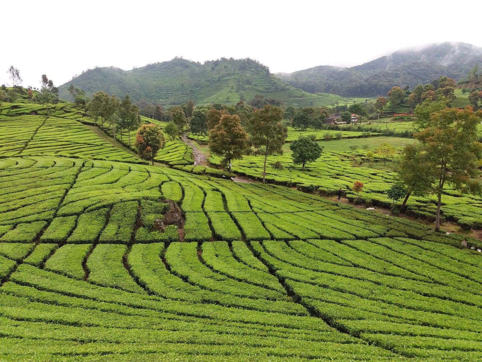 Perkebunan di Indonesia Dan Letaknya