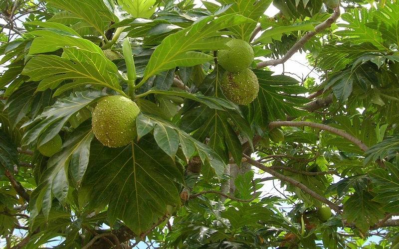 Cara Membuat Keripik Sukun Pedas Manis