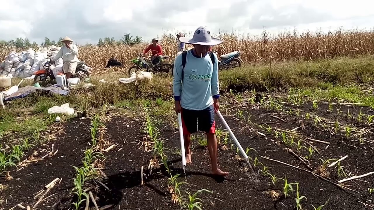 Cara Memperbesar Buah Jagung