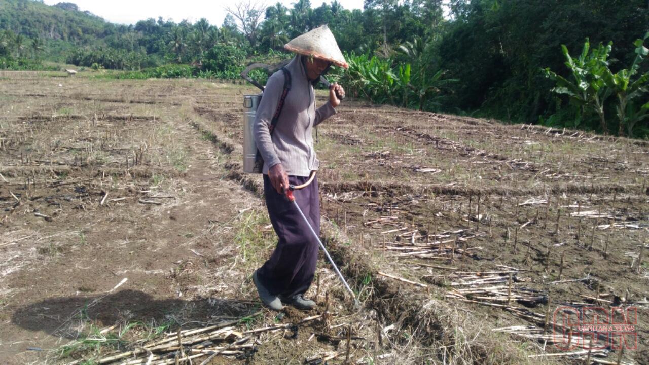 cara pemupukan jagung yang tepat