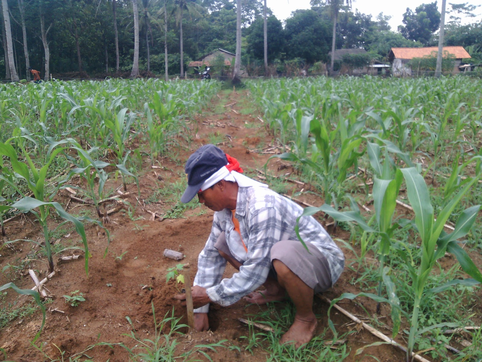 Cara Memperbesar Buah Jagung