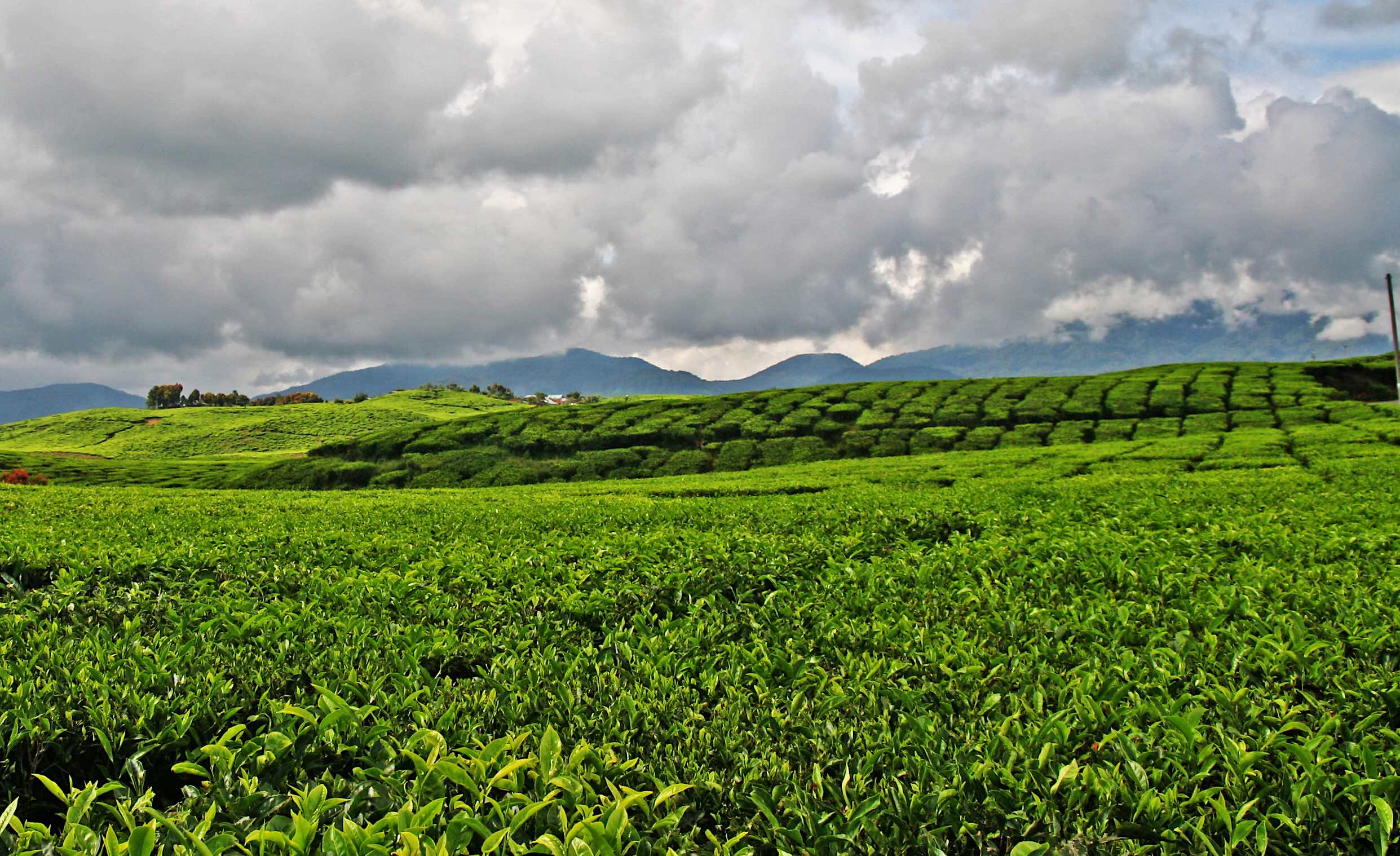 Jenis - Jenis Perkebunan