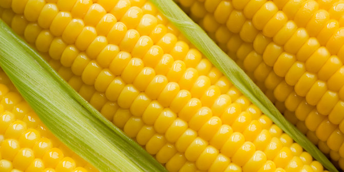 Cara Menanam Jagung Manis Agar Berbuah Banyak