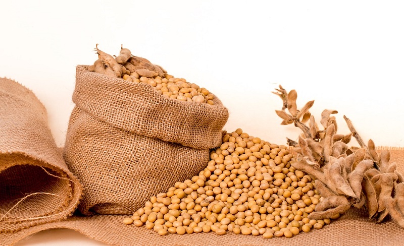 cara menanam kacang kedelai di sawah