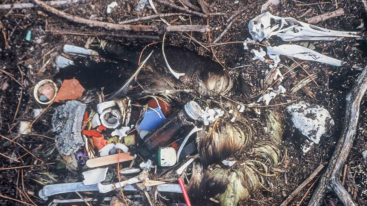 dampak sampah botol plastik