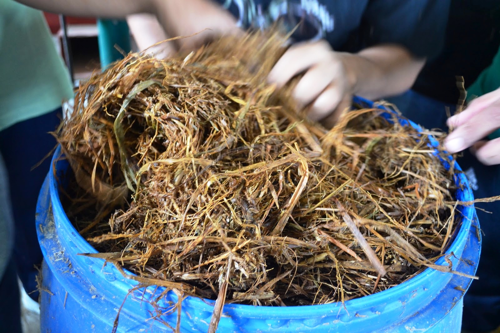 Pakan Ternak Amoniasi Jerami