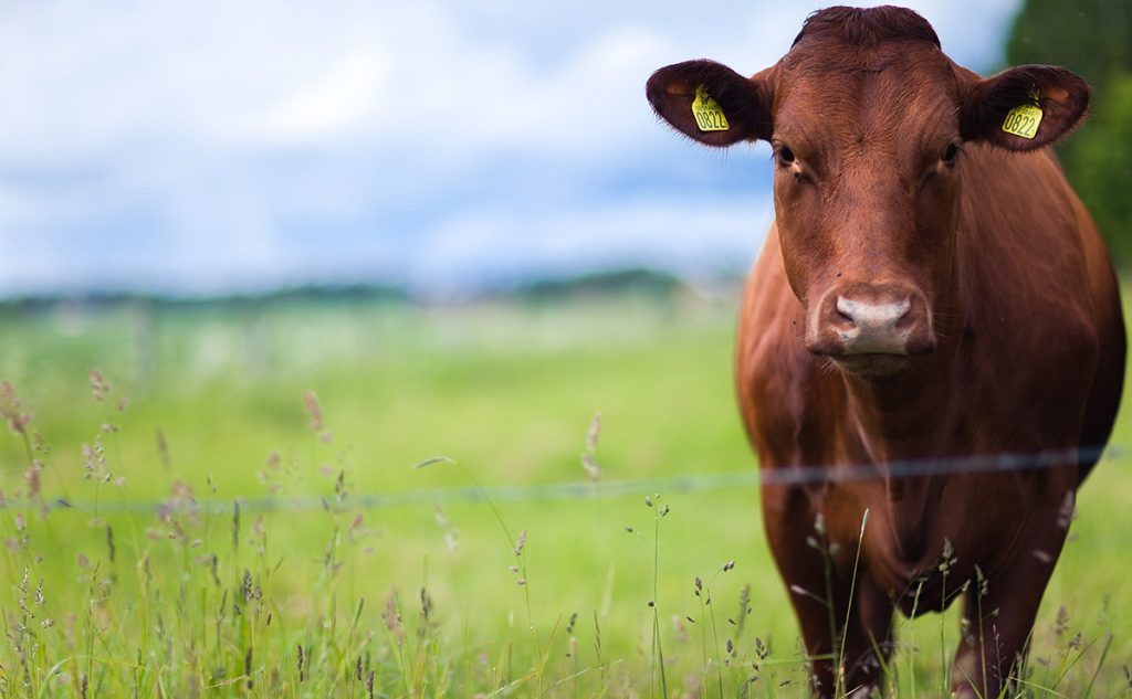 Tips Meningkatkan Bobot Sapi
