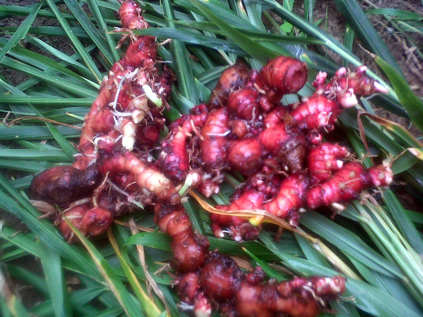 manfaat jahe merah dan gula merah
