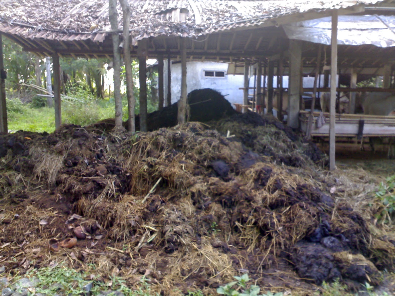 Cara Membuat Pupuk Kompos Dari Kotoran Sapi