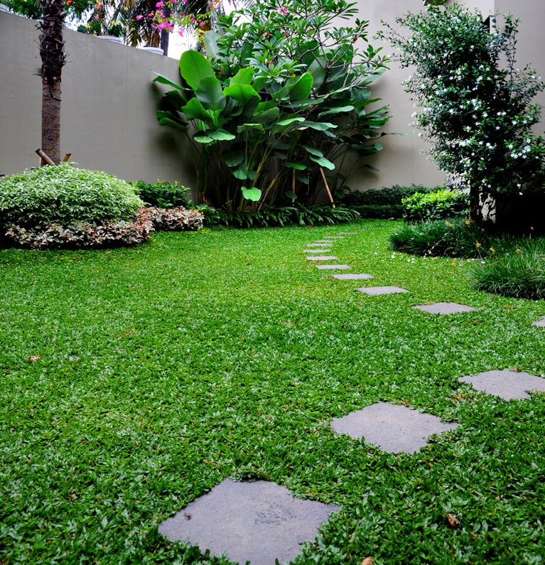 Rahasia Merawat Rumput Halaman