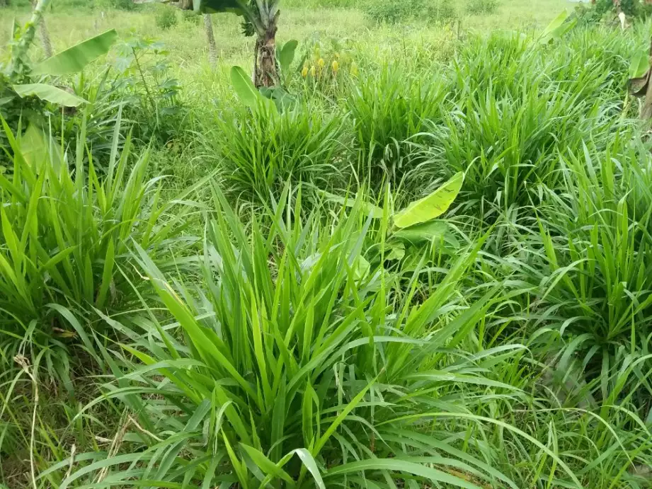Rumput Odot Sebagai Pakan
