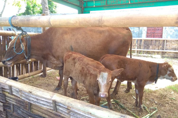 Tips Pengembangbiakan Sapi