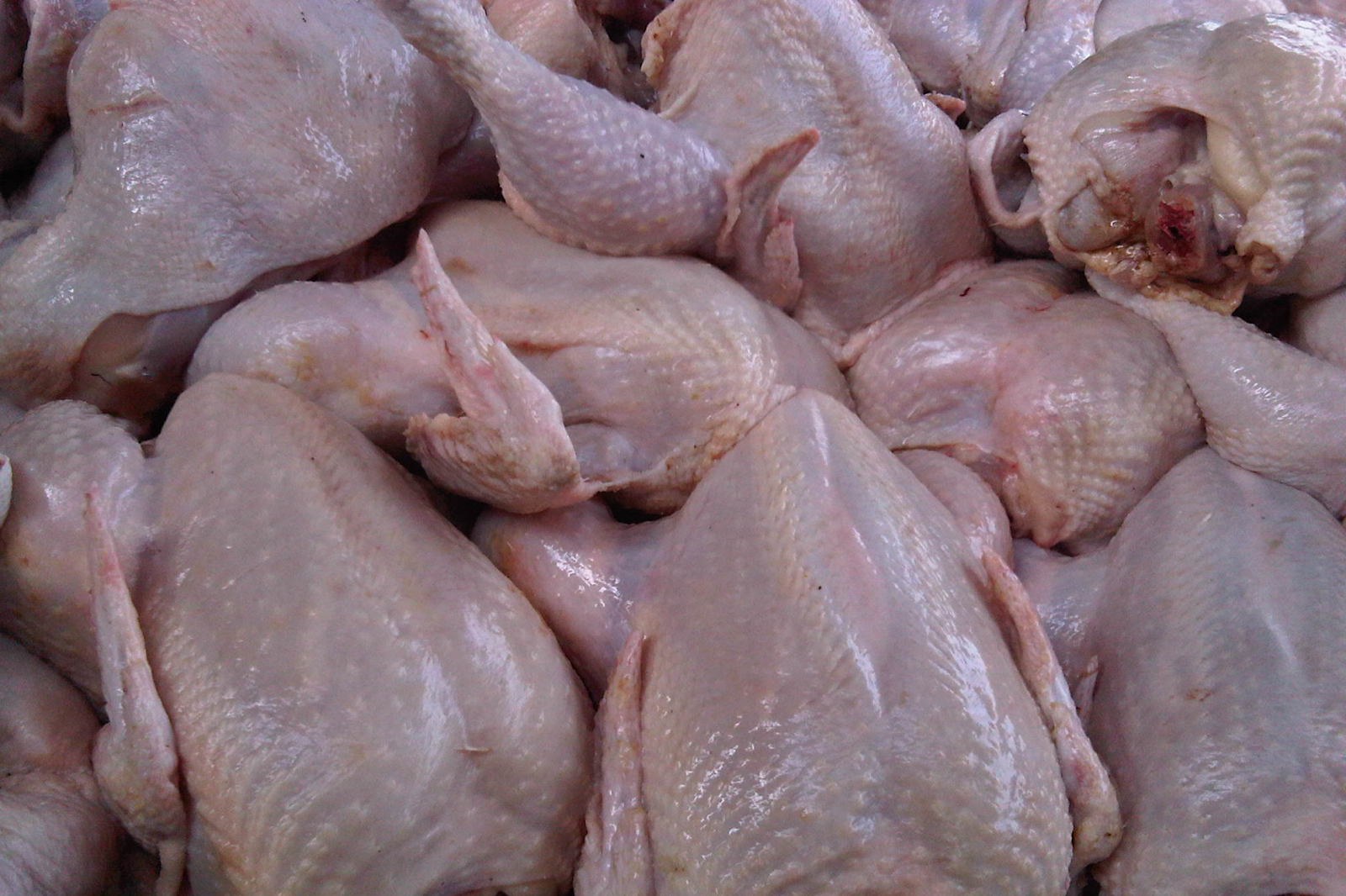 ayam potong