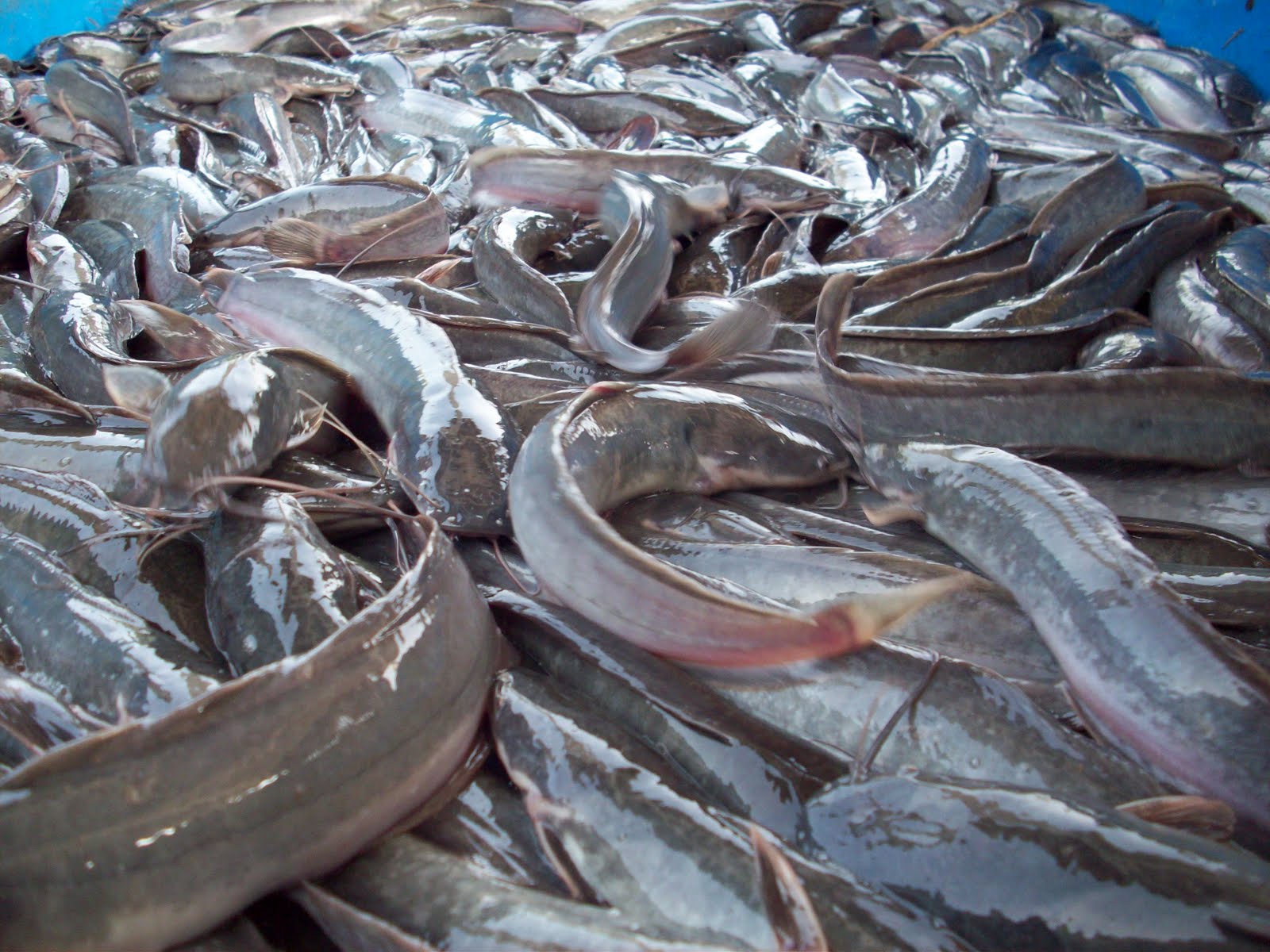 Ikan lele
