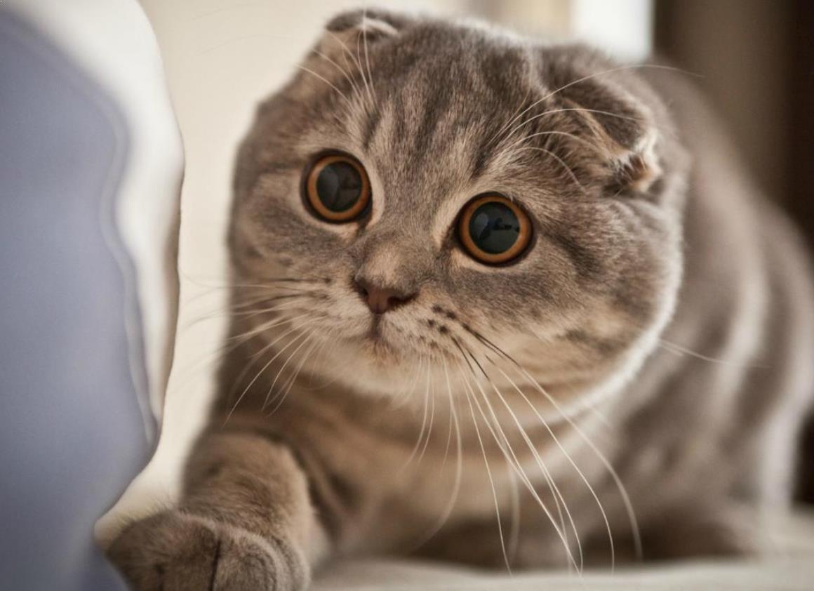 kegunaan minyak vco untuk kucing