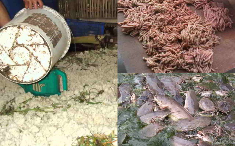 cara membuat pakan lele dari bahan ampas tahu yang mudah