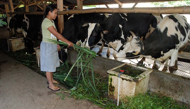 cara membuat pakan sapi perah