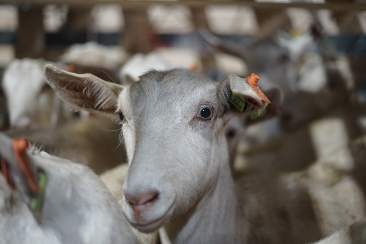 Cara Membuat Pakan Kambing Fermentasi