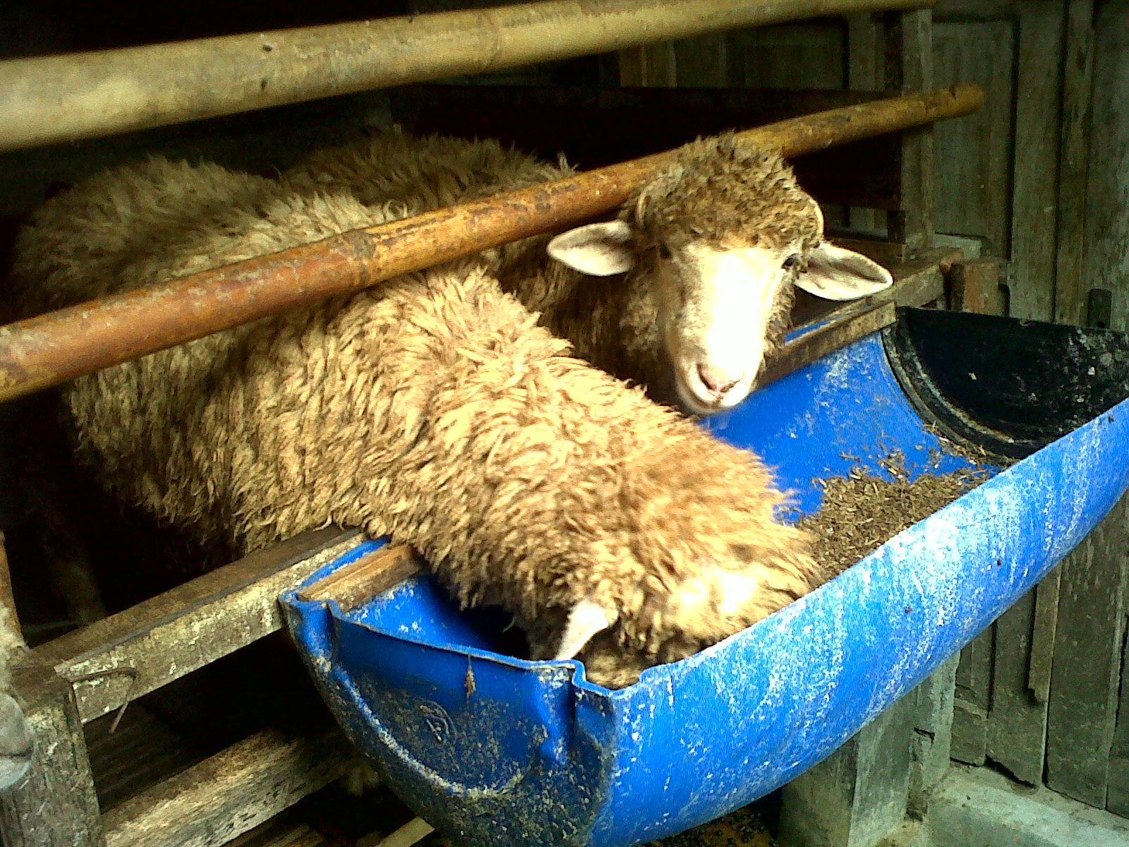 Cara Fermentasi Pakan Kambing