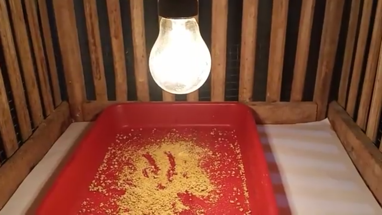 tips memelihara anak ayam
