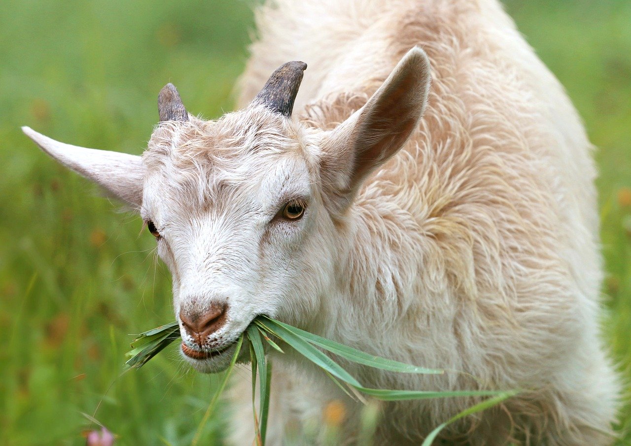 Manfaat Pemberian Vitamin Untuk Kambing
