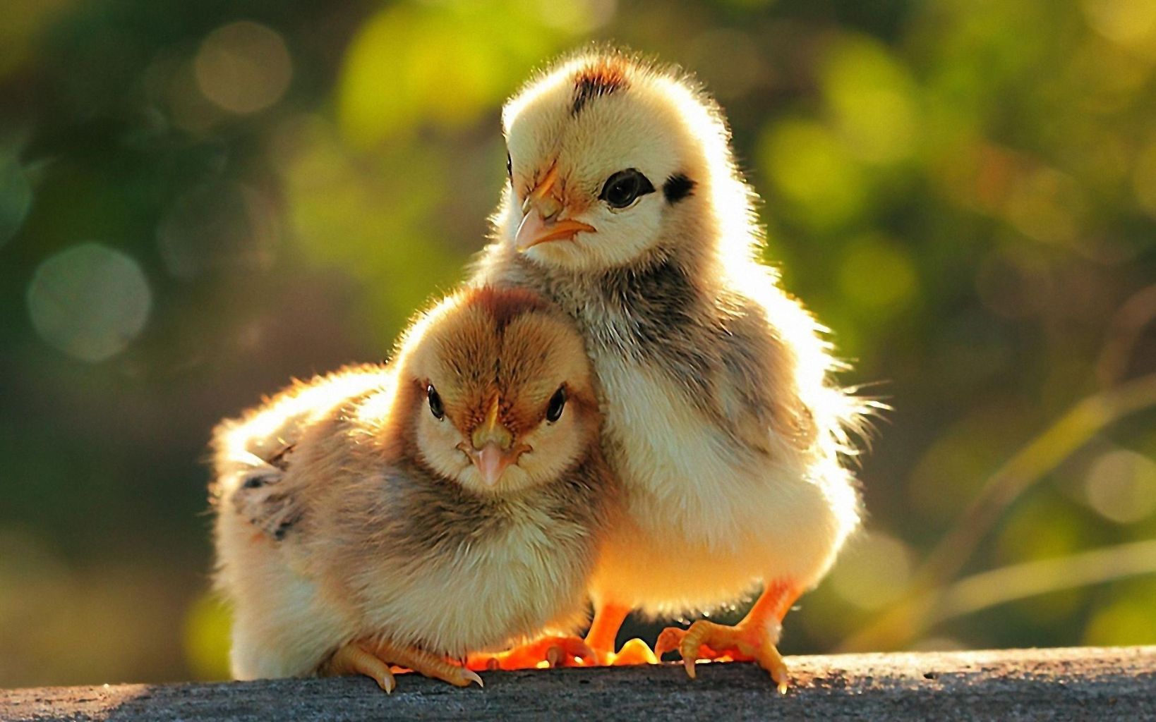 anak ayam