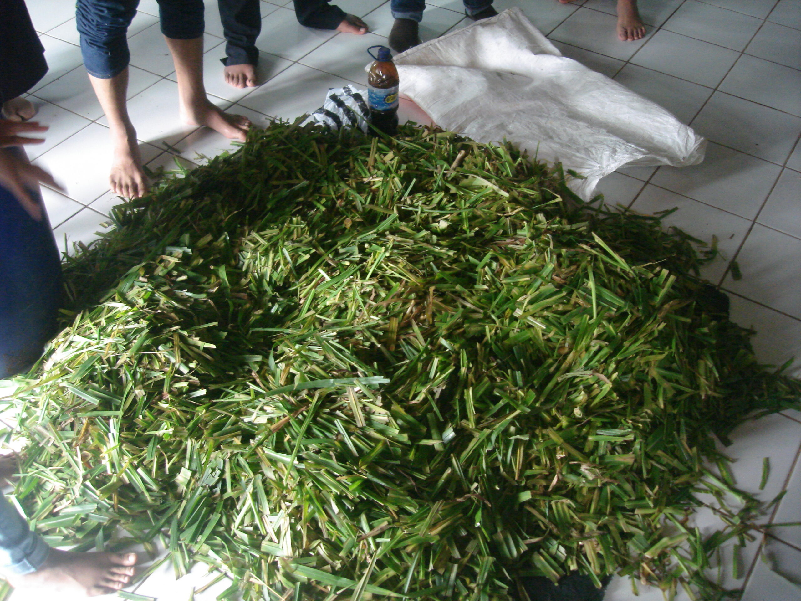 Tips Pemberian Fermentasi Pakan Kambing