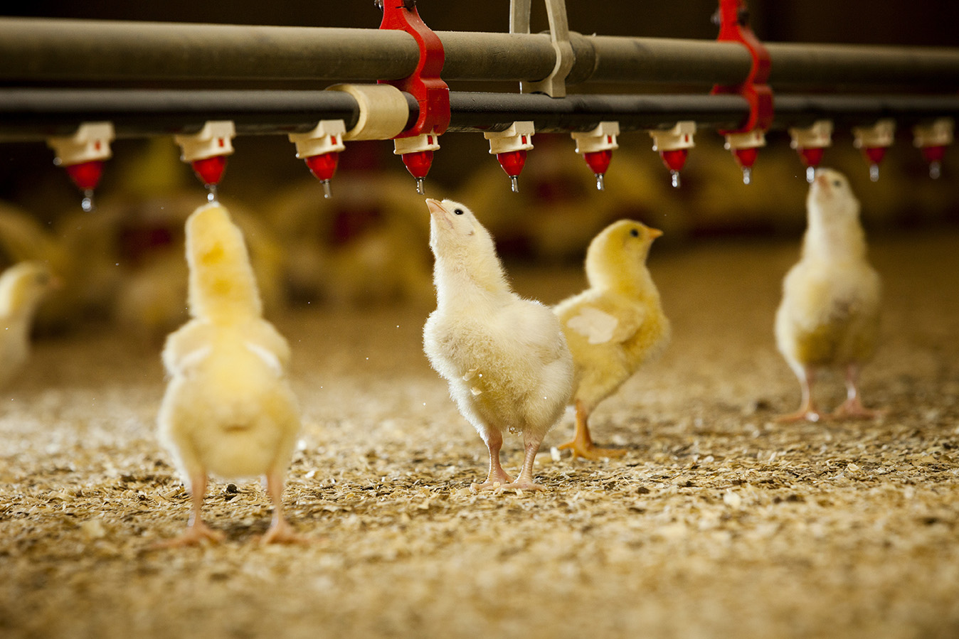cara memelihara ayam