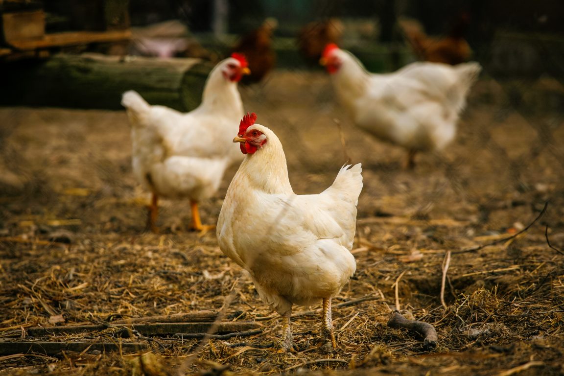 cara memelihara ayam di rumah