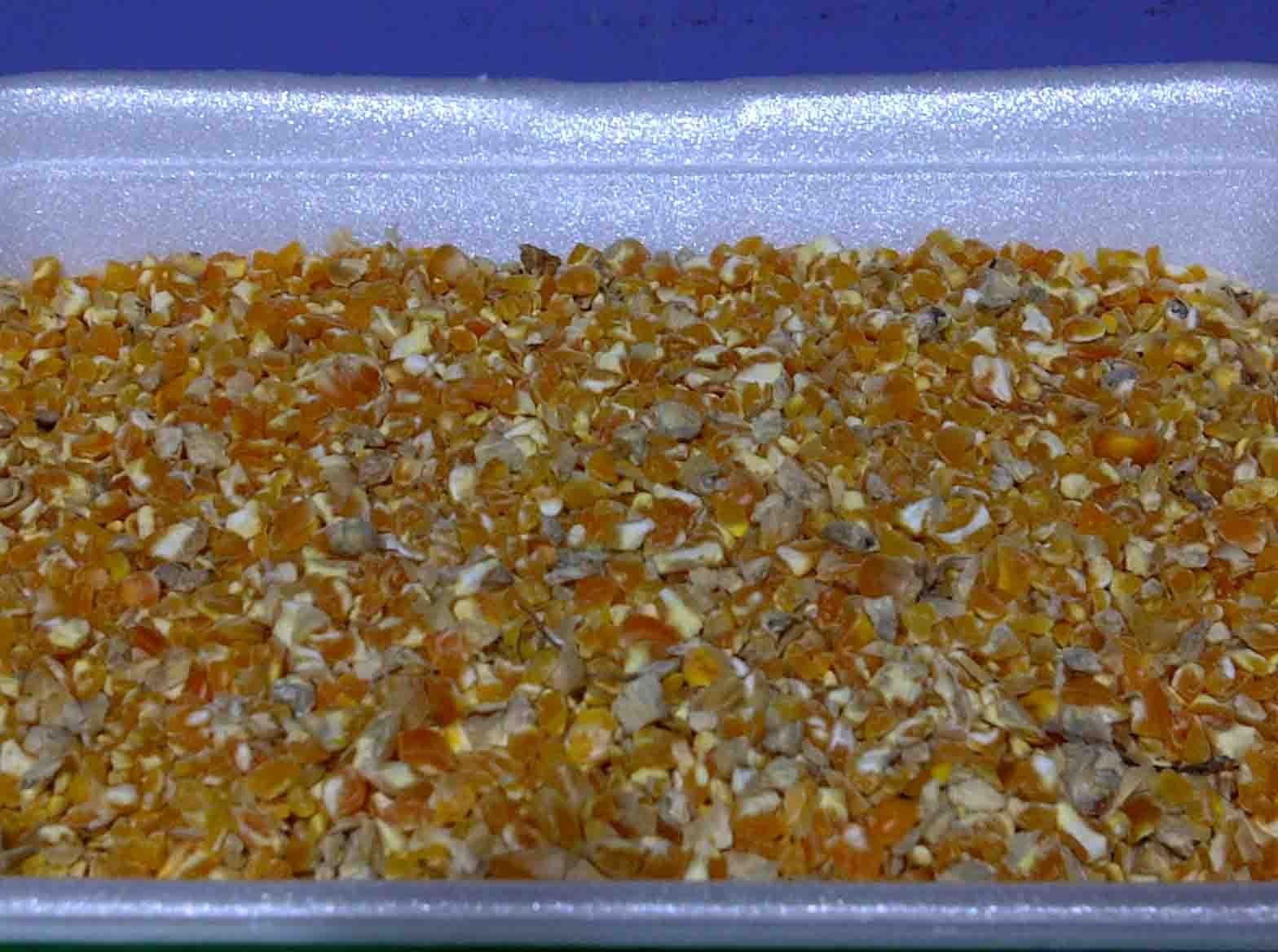 pakan ayam agar cepat bertelur