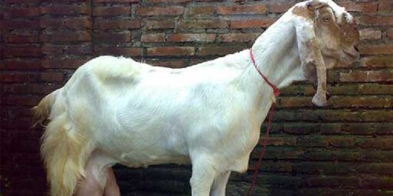 Alat dan Bahan Pembuatan Fermentasi Pakan Kambing