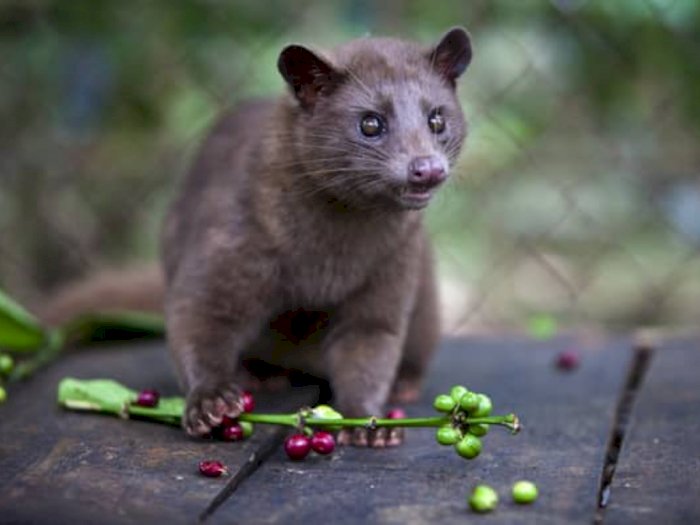 luwak kopi