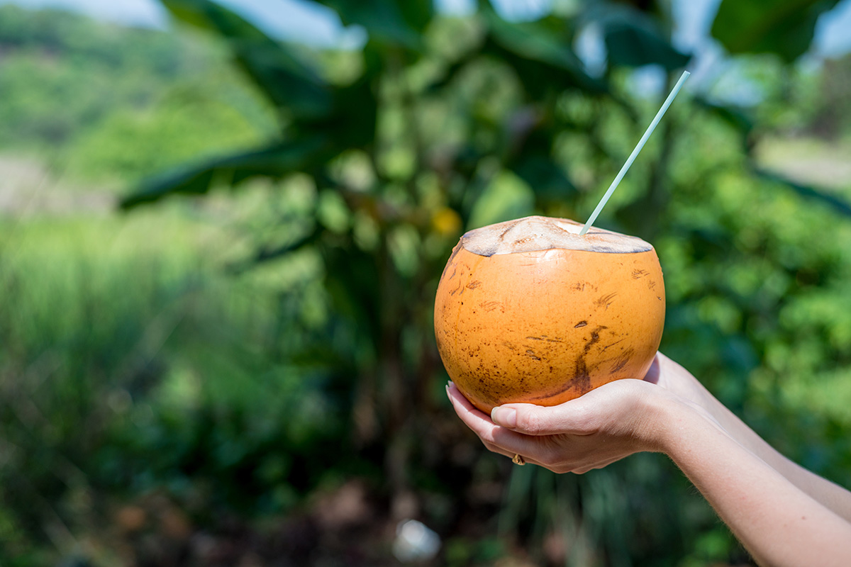 Kelapa ijo
