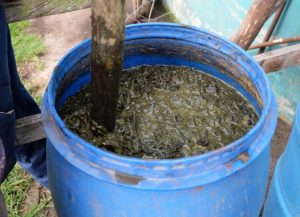 Fermentasi Kotoran Kambing