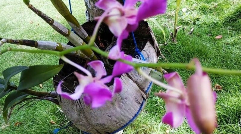 mananam anggrek dengan sabut kelapa