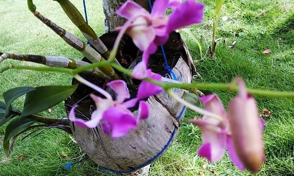 mananam anggrek dengan sabut kelapa