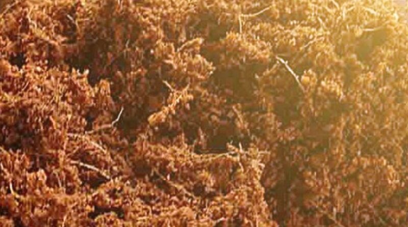 Fungsi Cocopeat untuk Tanaman