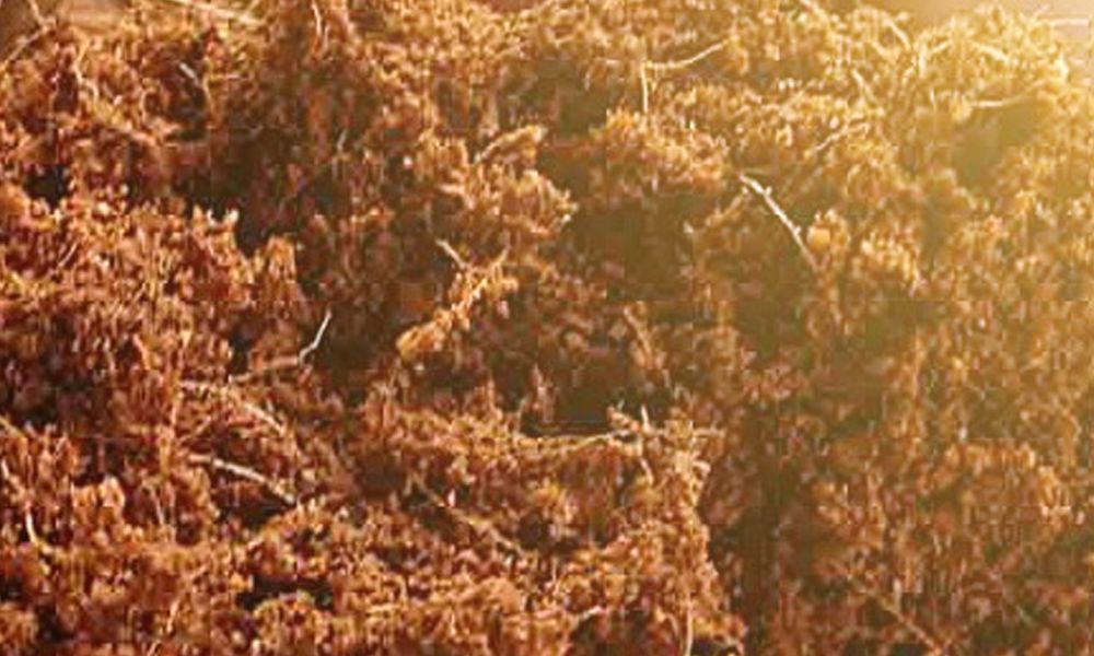 Fungsi Cocopeat untuk Tanaman