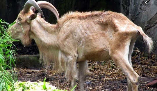 sehingga sulit terjangkau oleh peternak. Di kesempatan kali ini saya akan menjelaskan tentang beberapa obat tradisional untuk kambing sakit.