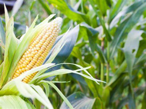 Cara Membuat Keripik Jagung