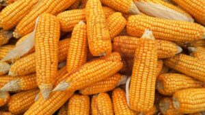 Jenis-Jenis Jagung
