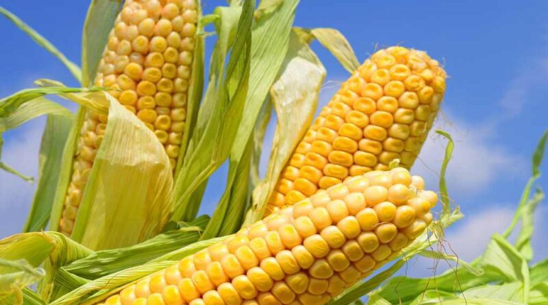 Olahan Jagung Manis