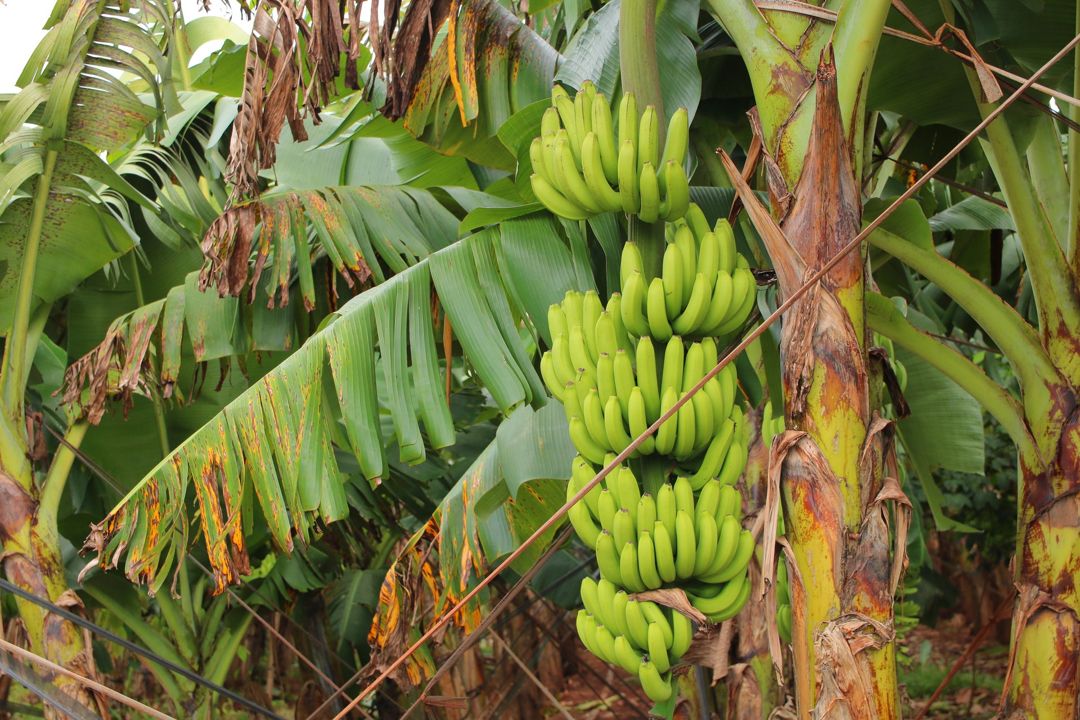 manfaat batang pisang