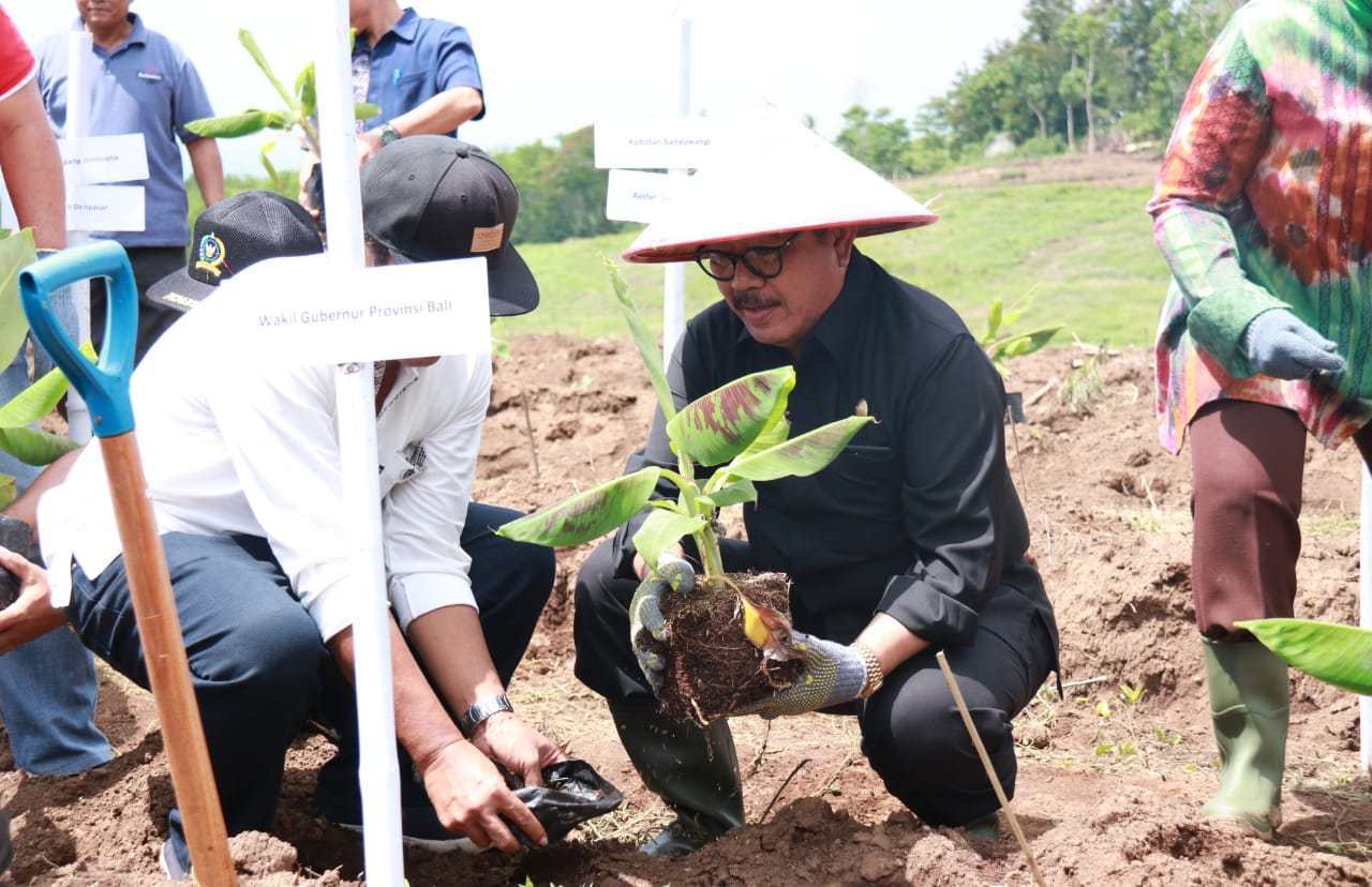 manfaat batang pisang