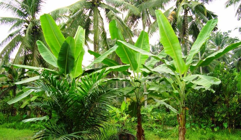 manfaat batang pisang