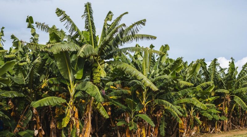cara mengolah batang pisang