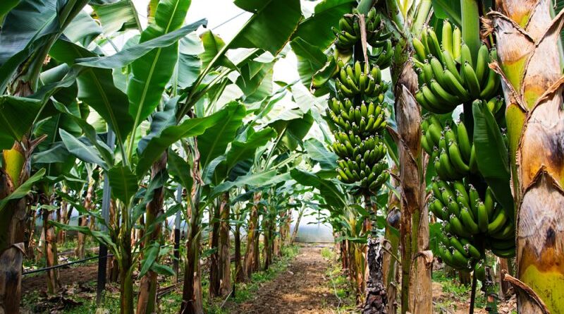 cara menanam pohon pisang